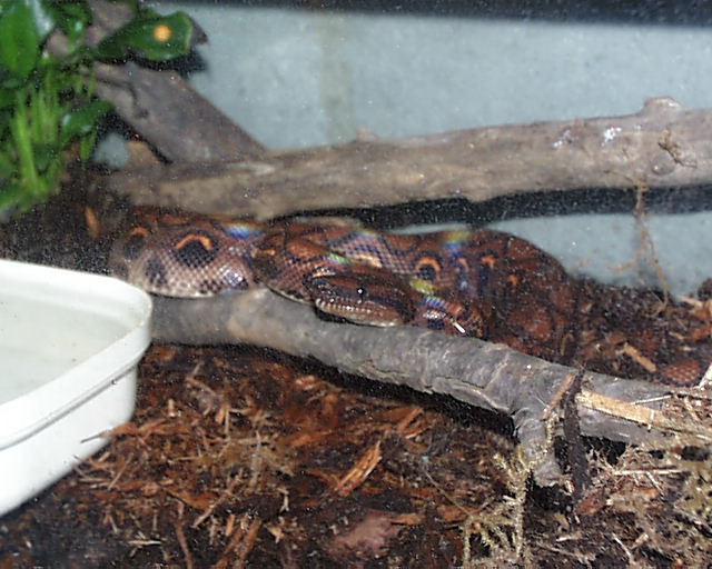 Rainbow Boa (Iris)