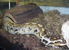 Borneo Blood (ANHK)