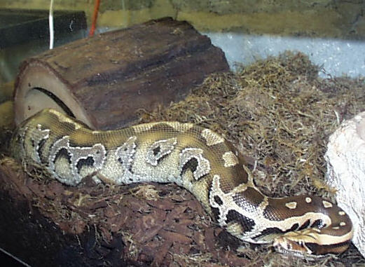 Borneo Blood (ANHK)