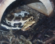 Borneo Blood (ANHK)(1)