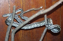 Striped Jaguar Carpet Python  (Tohaia)