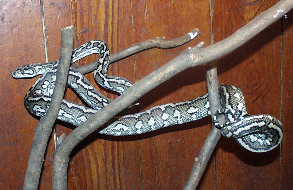Striped Jaguar Carpet Python  (Tohaia)