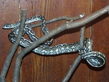 Striped Jaguar Carpet Python (Tohaia) 1