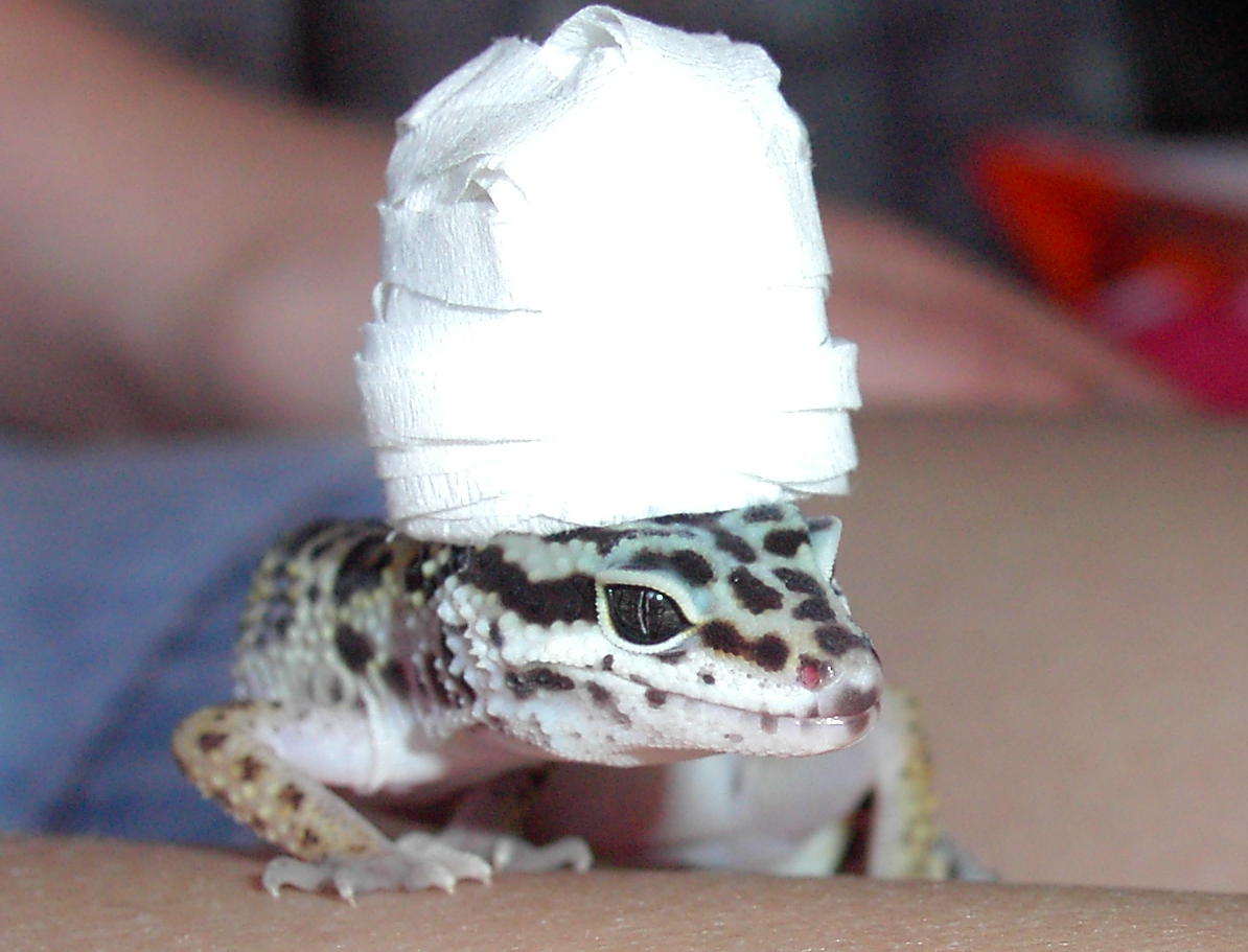 Talibandit
