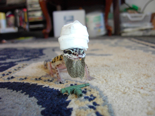 Bearded Talibandit