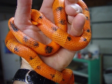 van pat hypo