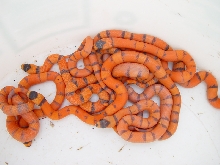 04 hatch of hypo hondurans