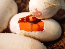 in the egg