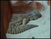 Chomper Sleeping