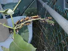 Milkweed Caterpiller