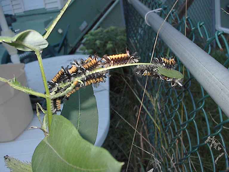 Milkweed Caterpiller