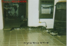 Angel & Weiser
