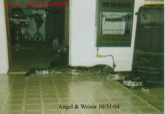 Angel & Weiser