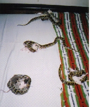 My Grandsnakes eating