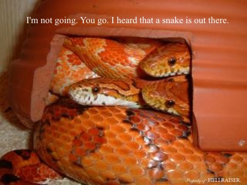 I'm not going.