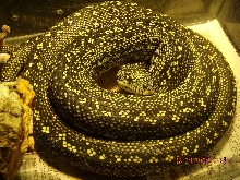 03 Male Diamond