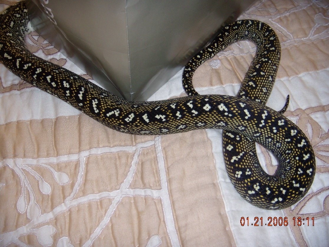 2006 Male Diamond