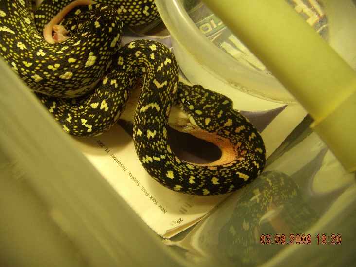 06 male feeding