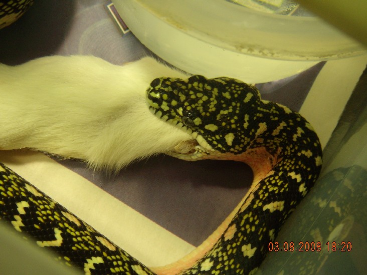 06 male diamond feeding closeup