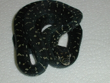 07 male gosford diamond