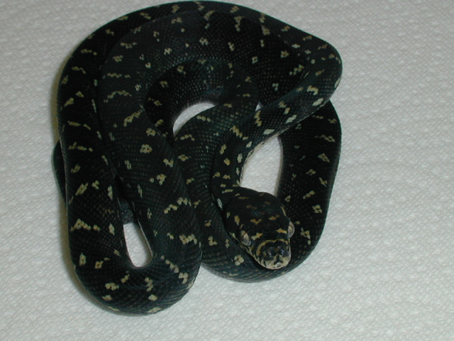 07 male gosford diamond