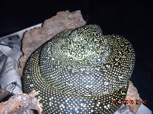 2003 Diamond Python