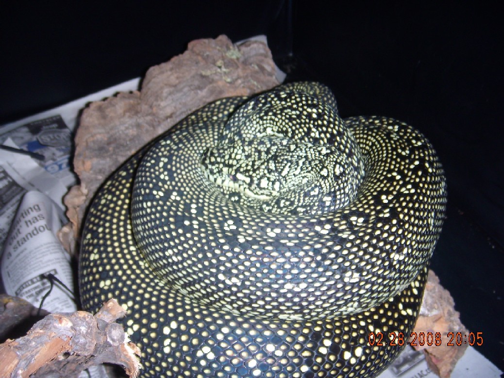 2003 Diamond Python