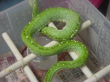 aru type female