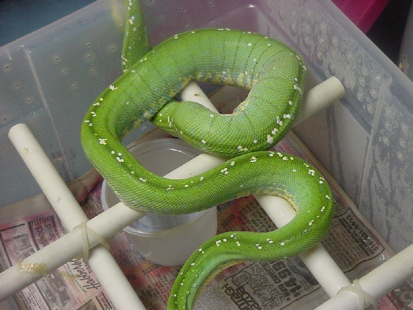 aru type female