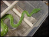 Aru Type 3 year old female
