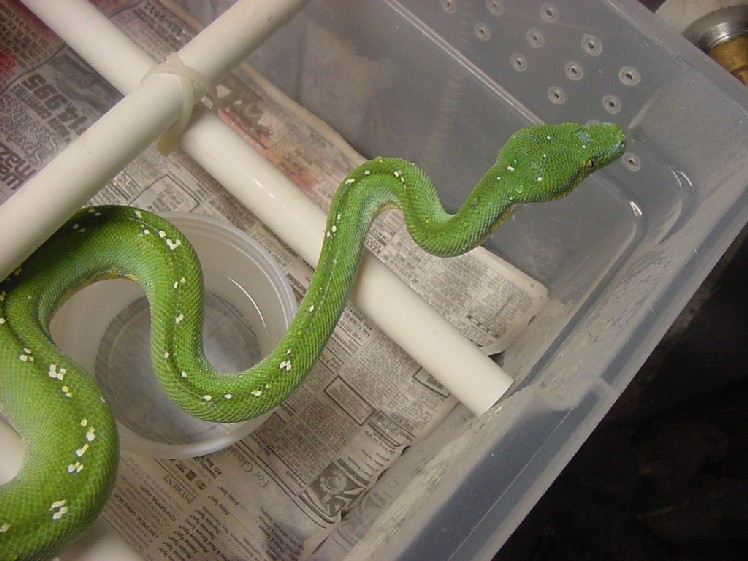 Aru Type 3 year old female
