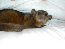 Kinkajou