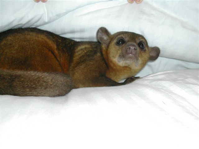 Kinkajou