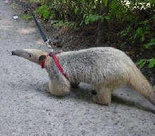 tamandua