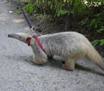 tamandua