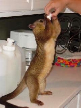 kinkajou reaching for marshmallows
