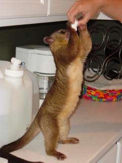 kinkajou reaching for marshmallows