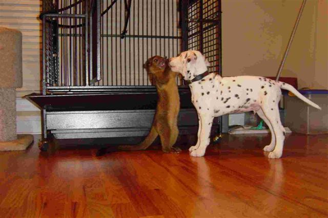 Kinkajou playing with a dog.