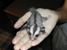 My newest glider.