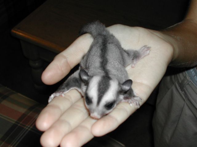 My newest glider.