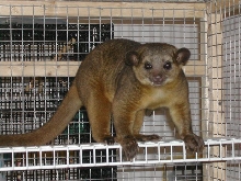 kinkajou