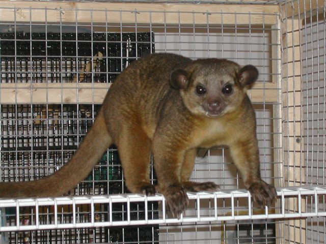 kinkajou