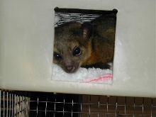 kinkajou