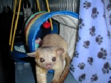 kinkajou