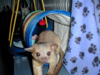 kinkajou