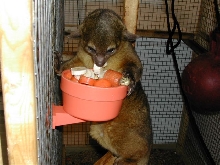 Kinkajou Eating