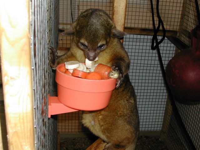 Kinkajou Eating