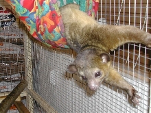 kinkajou in hammock