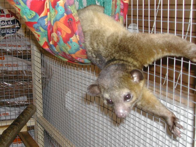kinkajou in hammock