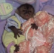 Baby Capuchin